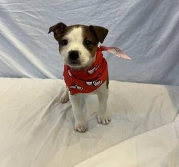 Mixed Breed Dogs Available for Adoption - Molasses | PetCurious