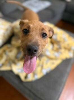 Mixed Breed Dogs Available for Adoption in Northwood, New Hampshire - Bob | PetCurious
