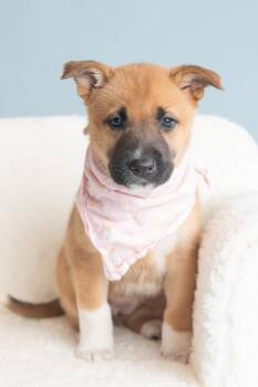 Vacay: Passport -  German Shepherd Dog Dog for Adoption in Palo Alto, California - Vacay: Passport | PetCurious