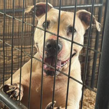 Dot -  Pit Bull Terrier Dog Available for Adoption in Anahuac, Texas - Dot | PetCurious