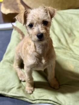 Rescue Terrier Dogs for Adoption in Tucson, Arizona - Penelope | PetCurious