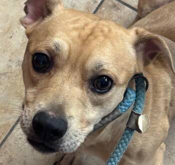 Crocs -  Mixed Breed Dog for Adoption in Cincinnati, Ohio - Crocs | PetCurious