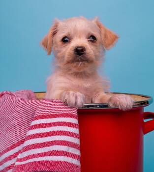 Norfolk Terrier and Chihuahua Dogs Available for Adoption in Palo Alto, California - Seafood: Baby Potato | PetCurious