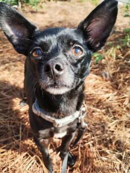 Chihuahua Dogs Available for Adoption - Spook | PetCurious