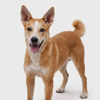 Carolina Dog Dogs Available for Adoption - Remi | PetCurious