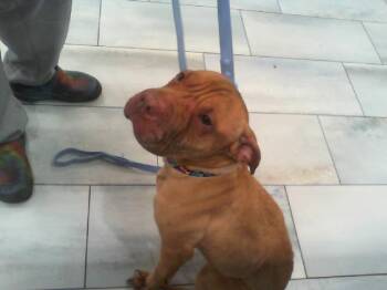 JADE -  Shar Pei and Mixed Breed Dog for Adoption in Charlotte, North Carolina - JADE | PetCurious