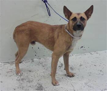 German Shepherd Dog and Mixed Breed Dogs Available for Adoption in Houston, Texas - ROO | PetCurious