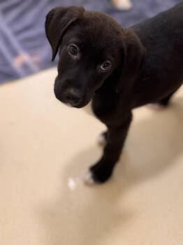 Hound Dogs Available for Adoption in Pawleys Island, South Carolina - Lettuce | PetCurious