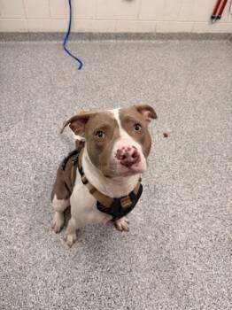 Rescue Pit Bull Terrier and Mixed Breed Dogs for Adoption in Knoxville, Tennessee - Keelio | PetCurious