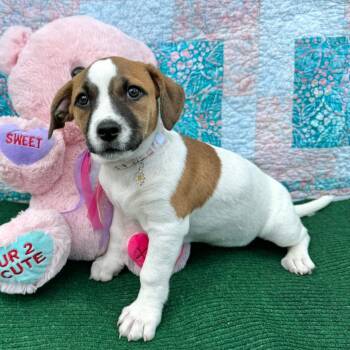 Jack Russell Terrier and Terrier Dogs Available for Adoption in Fairfield, Connecticut - Eva | PetCurious
