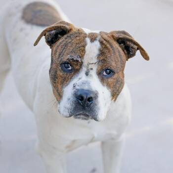 Terrier Dogs Available for Adoption in Abilene, Texas - Cameron | PetCurious