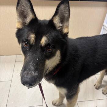 Kira -  Husky Dog Available for Adoption in Lufkin, Texas - Kira | PetCurious