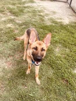 Gemstone -  Mixed Breed Dog for Adoption in West Chester, Pennsylvania - Gemstone | PetCurious