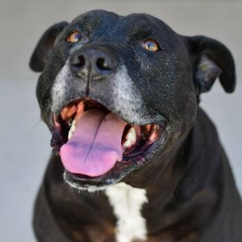 American Staffordshire Terrier and Black Labrador Retriever Dogs Available for Adoption in Ottawa, Kansas - Marley | PetCurious