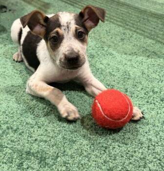 Australian Cattle Dog Blue Heeler and Mixed Breed Dogs Available for Adoption in Henderson, Nevada - Adrian | PetCurious