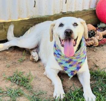 Anna $85 -  Labrador Retriever and Mixed Breed Dog for Adoption in Seneca, South Carolina - Anna $85 | PetCurious
