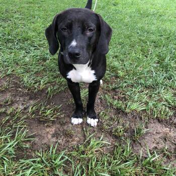 Rescue Coonhound Dogs for Adoption in St. Peters, Missouri - Sheldon | PetCurious