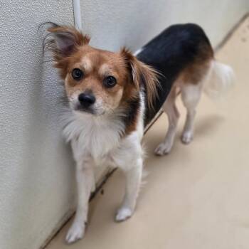 Fancy Pants - Costa Mesa Location -  Papillon and Mixed Breed Dog for Adoption in Chino Hills, California - Fancy Pants - Costa Mesa Location | PetCurious