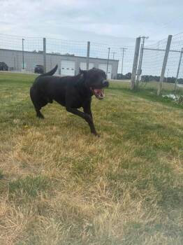 Labrador Retriever and Mixed Breed Dogs Available for Adoption in Rensselaer, Indiana - Ozzy | PetCurious