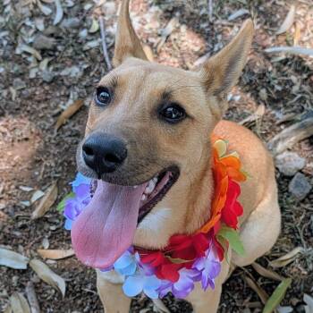 Minnie P -  Mixed Breed Dog for Adoption in Volcano, Hawaii - Minnie P | PetCurious