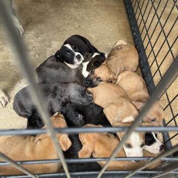 Bob Dylan -  Pit Bull Terrier Dog for Adoption in Parrish, Alabama - Bob Dylan | PetCurious
