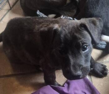 Buzz -  Labrador Retriever Dog for Adoption in The Woodlands, Texas - Buzz | PetCurious