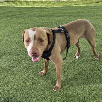 Rescue Pit Bull Terrier Dogs for Adoption in Trenton, New Jersey - Statham | PetCurious