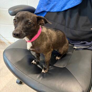 Minnie -  Chihuahua and Mixed Breed Dog Available for Adoption in Ardmore, Oklahoma - Minnie | PetCurious
