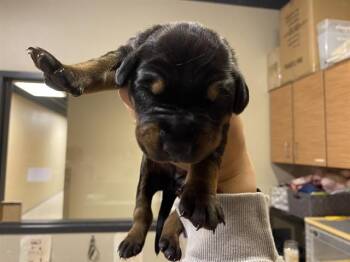 Doberman Pinscher and Mixed Breed Dogs Available for Adoption in Modesto, California - A608866 | PetCurious