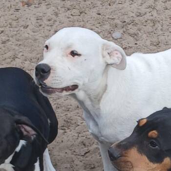 Mixed Breed Dogs Available for Adoption - Darla | PetCurious