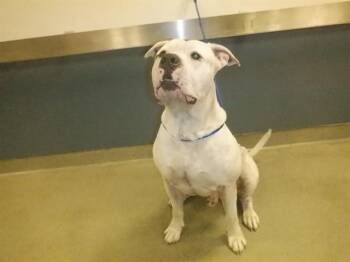 Rescue American Bulldog Dogs for Adoption in Doral, Florida - MORDECAI | PetCurious