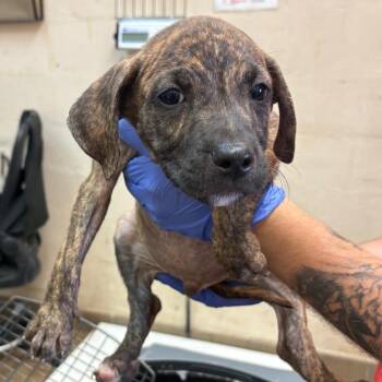 Bijou -  Pit Bull Terrier Dog for Adoption in Birmingham, Alabama - Bijou | PetCurious