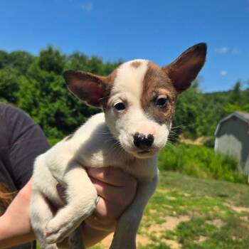 CT Venezuela -  Mixed Breed Dog for Adoption in Stormville, New York - CT Venezuela | PetCurious