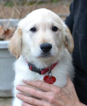 Golden Retriever Dogs Available for Adoption - Toby | PetCurious