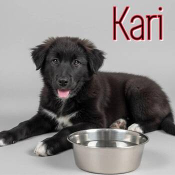 German Shepherd Dog and Mixed Breed Dogs Available for Adoption - Curling Kari | PetCurious