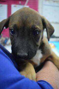 Nutter Butter (Spike) (Cina P1)Brian -  American Bulldog and Mixed Breed Dog Available for Adoption in Pahrump, Nevada - Nutter Butter (Spike) (Cina P1)Brian | PetCurious