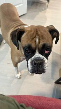 Guss II -  Boxer Dog for Adoption in Hewitt, Texas - Guss II | PetCurious
