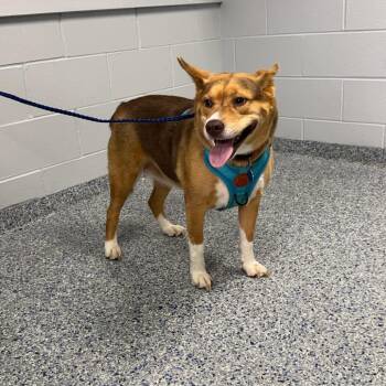 Hazel/Olivia -  Retriever and Corgi Dog for Adoption in Greenville, South Carolina - Hazel/Olivia | PetCurious