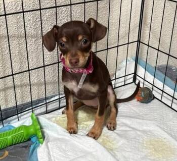 Paulina - PUPPY -  Chihuahua Dog for Adoption in Albuquerque, New Mexico - Paulina - PUPPY | PetCurious