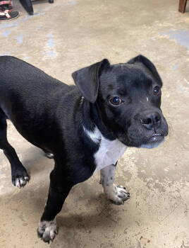 Rescue American Staffordshire Terrier and American Bulldog Dogs for Adoption - Butch | PetCurious