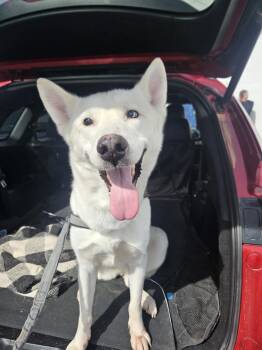 Delilah the sweet and sassy special needs shepsky -  Siberian Husky and German Shepherd Dog Dog for Adoption in Missoula, Montana - Delilah The Sweet And Sassy Special Needs Shepsky | PetCurious
