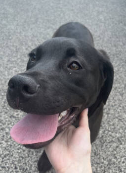 Rescue Labrador Retriever and Mastiff Dogs for Adoption in Mckinney, Texas - Emmy | PetCurious