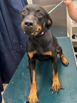 Rescue Rottweiler Dogs for Adoption in Mobile, Alabama - RODDY | PetCurious