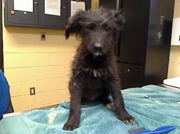 Poodle Dogs Available for Adoption in Cookeville, Tennessee - FUHAD | PetCurious