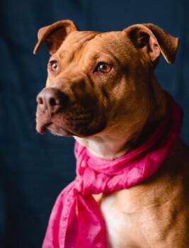 Rescue Pit Bull Terrier and Labrador Retriever Dogs for Adoption in Lubbock, Texas - Rachel | PetCurious