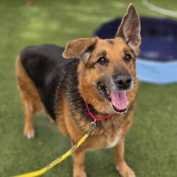 German Shepherd Dog and Mixed Breed Dogs Available for Adoption - RAVEN | PetCurious