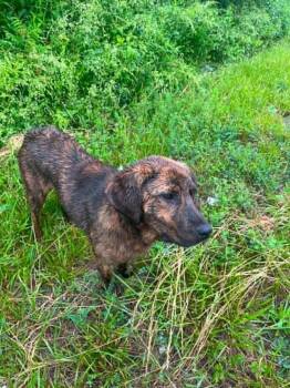 River -  Labrador Retriever Dog for Adoption in Woodstock, Ontario - River | PetCurious