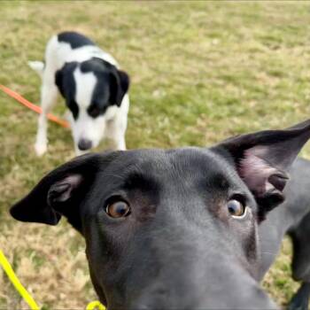 Mixed Breed Dogs Available for Adoption - Benji | PetCurious