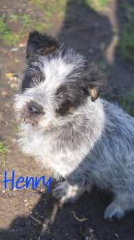 Shih Tzu and Australian Cattle Dog Blue Heeler Dogs Available for Adoption in Warren, Michigan - Henry | PetCurious