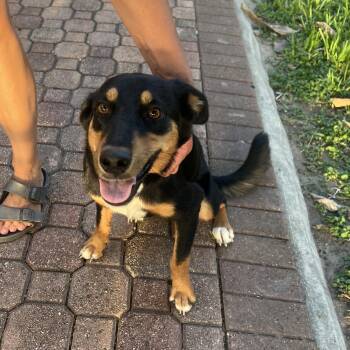 Auggie -  Rottweiler and Australian Shepherd Dog for Adoption in Harlingen, Texas - Auggie | PetCurious